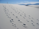 PICTURES/White Sands National Monument/t_White Sands - Footprints to Nowhere.jpg